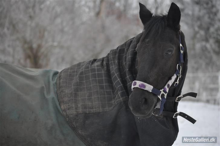 New Forest Sânbuorster Femke*solgt* - Fotograf :janni k billede 17