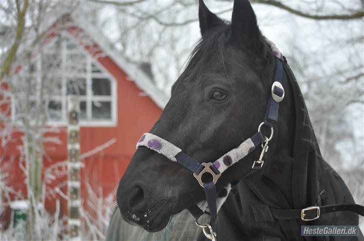 New Forest Sânbuorster Femke*solgt* - Fotograf : janni k billede 18