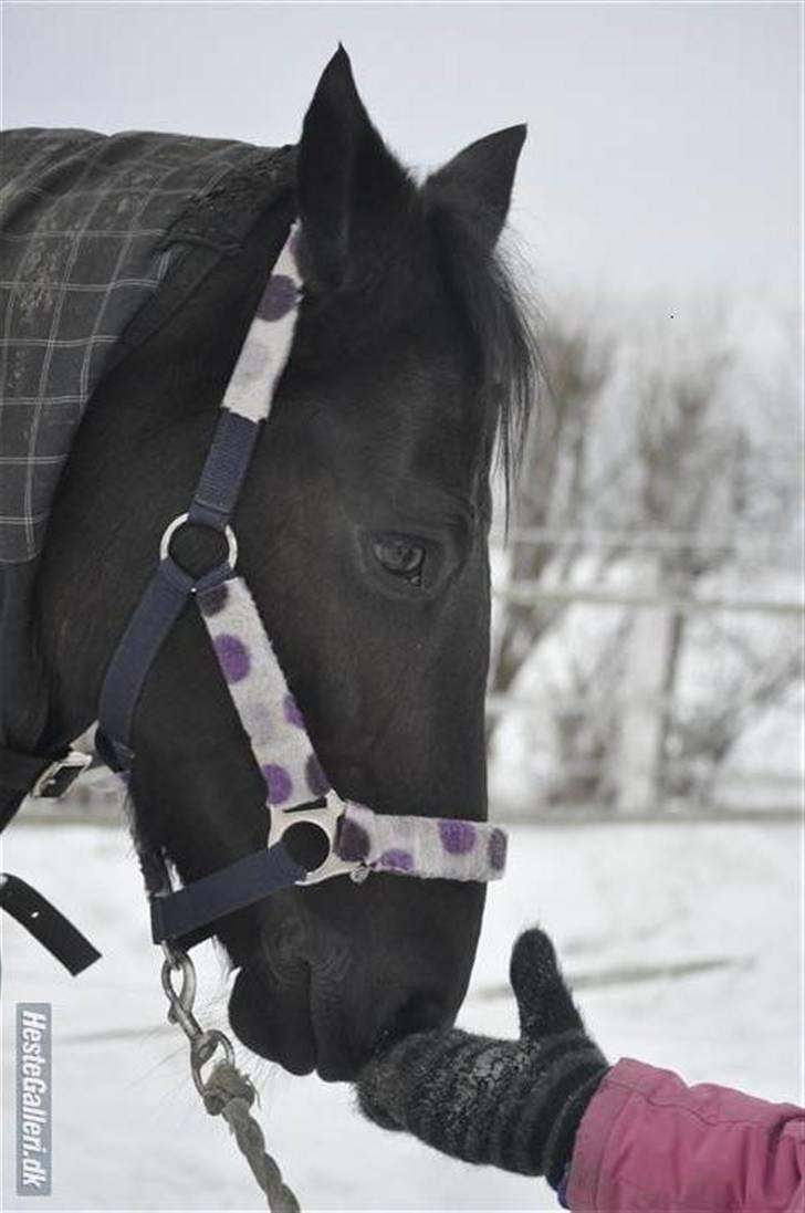 New Forest Sânbuorster Femke*solgt* - Fotograf : janni k billede 19