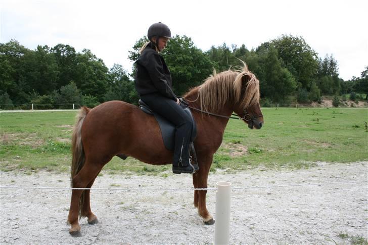 Islænder Darri - solgt billede 8