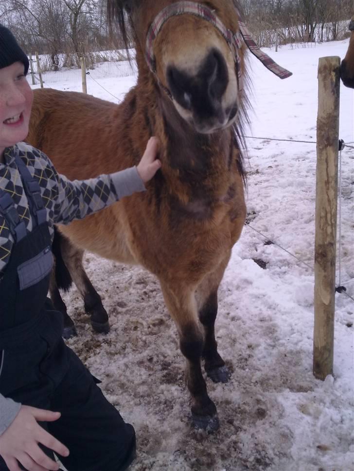 Anden særlig race tindals Cairo  solgt billede 2