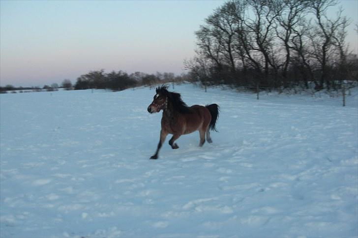 Anden særlig race tindals Cairo  solgt billede 3