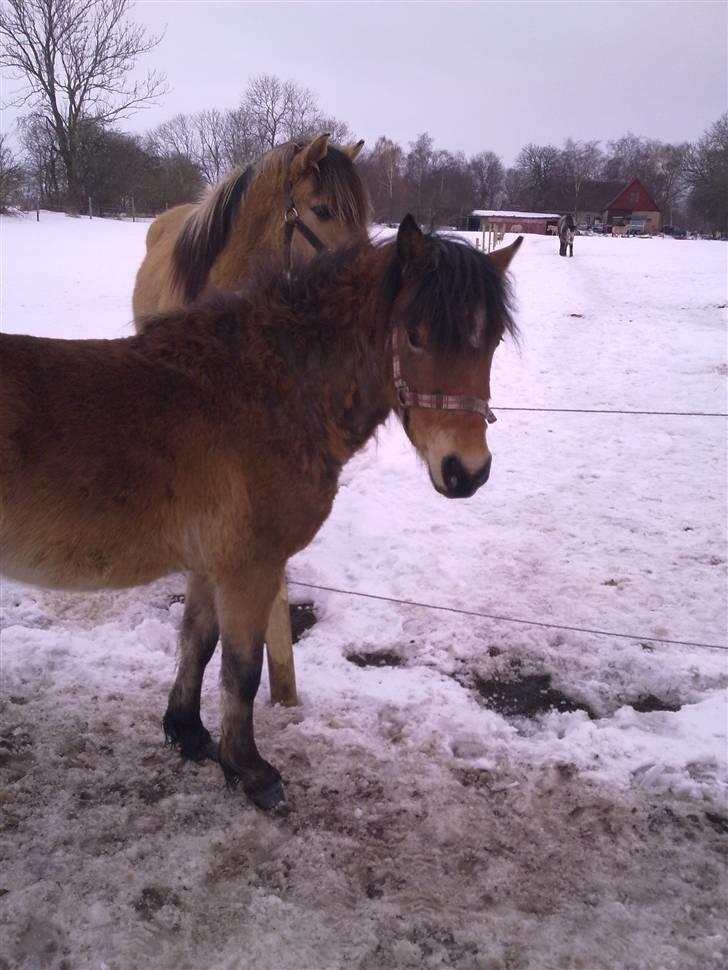 Anden særlig race tindals Cairo  solgt billede 4