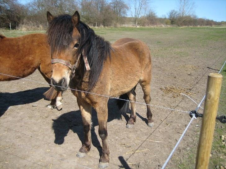 Anden særlig race tindals Cairo  solgt billede 5