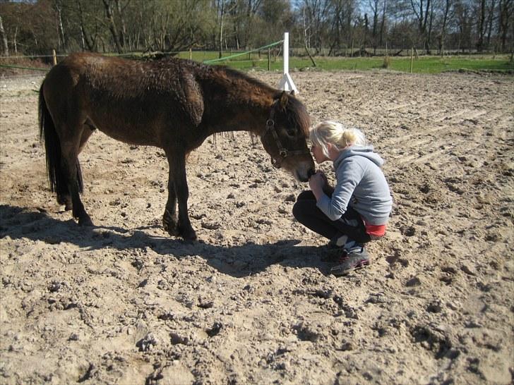 Anden særlig race tindals Cairo  solgt billede 6