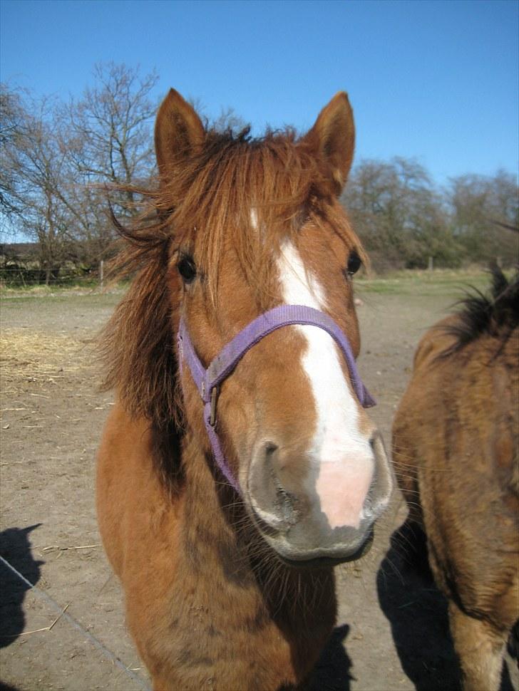 Anden særlig race Tindals Chili  solgt billede 1