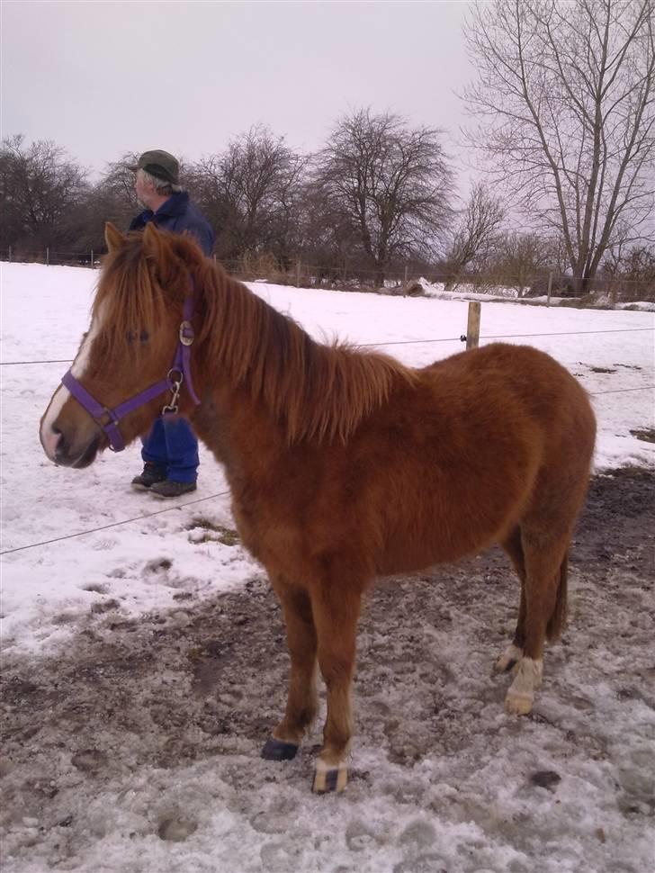 Anden særlig race Tindals Chili  solgt billede 3