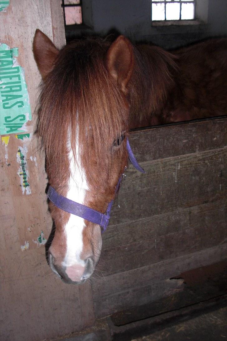 Anden særlig race Tindals Chili  solgt billede 4
