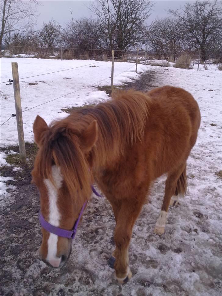 Anden særlig race Tindals Chili  solgt billede 5