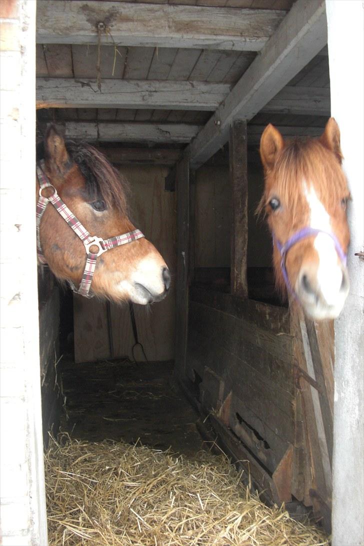 Anden særlig race Tindals Chili  solgt billede 6