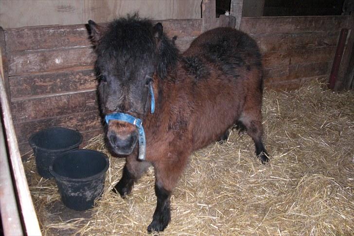 Anden særlig race Tindals Kenai   solgt billede 1