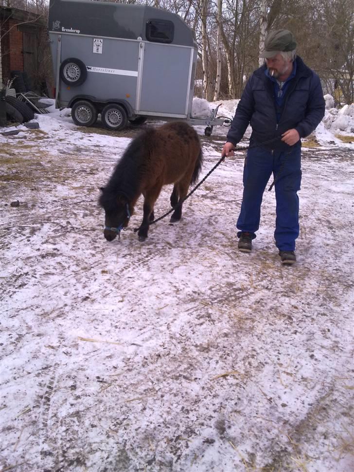Anden særlig race Tindals Kenai   solgt billede 2