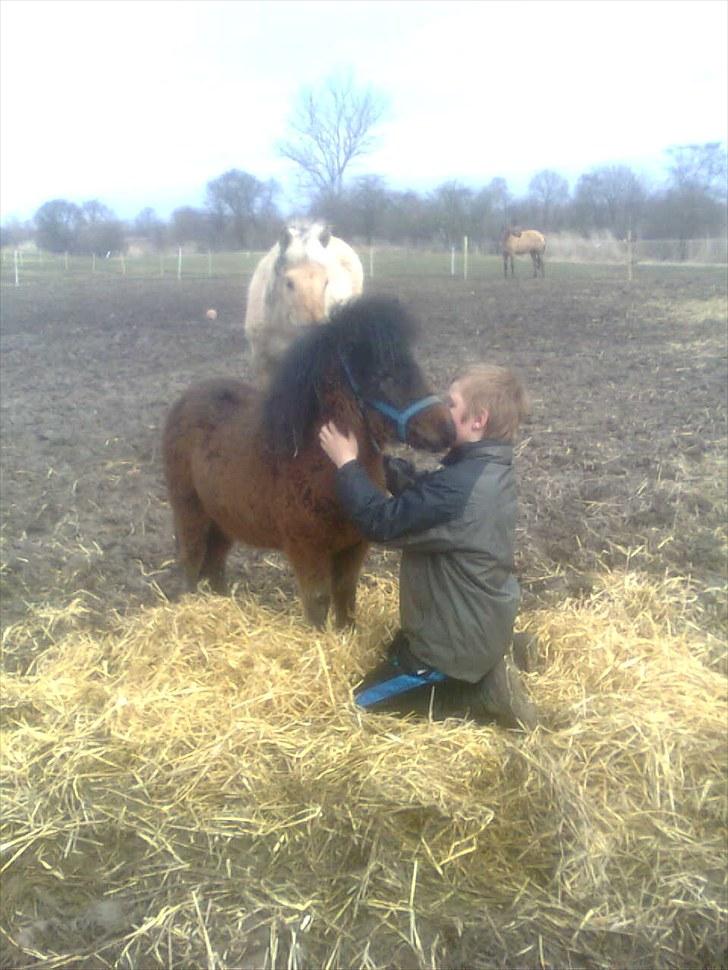 Anden særlig race Tindals Kenai   solgt billede 3