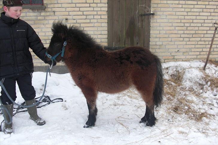 Anden særlig race Tindals Kenai   solgt billede 4