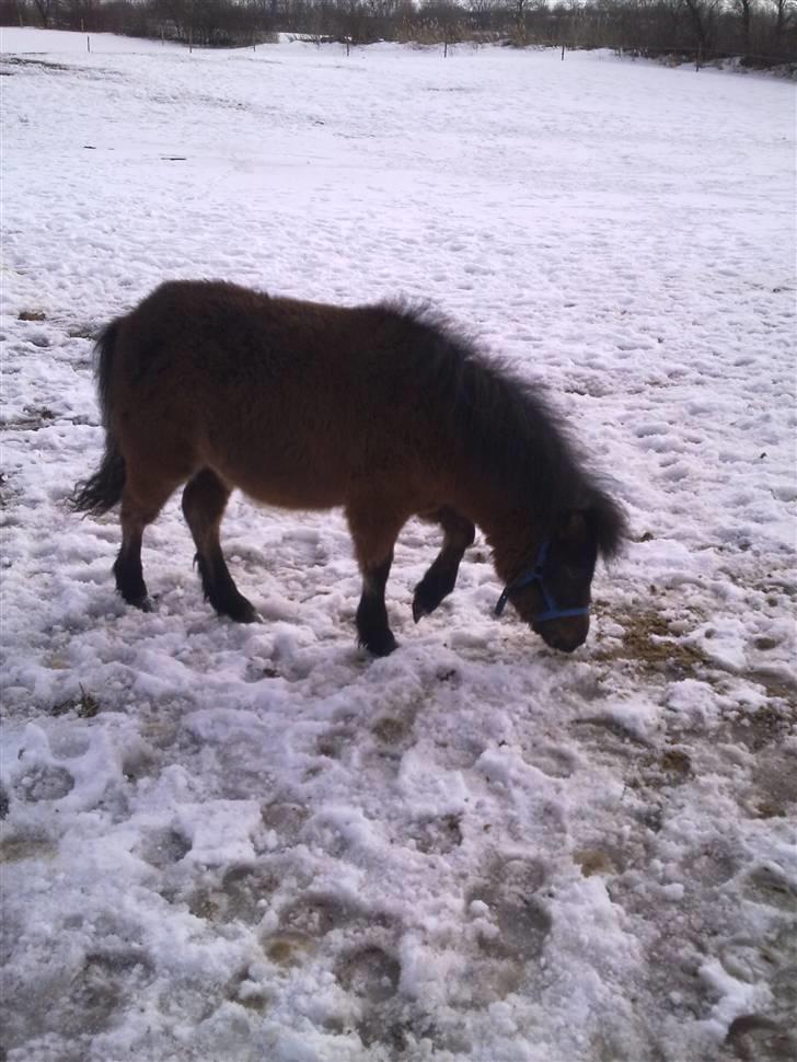 Anden særlig race Tindals Kenai   solgt billede 5