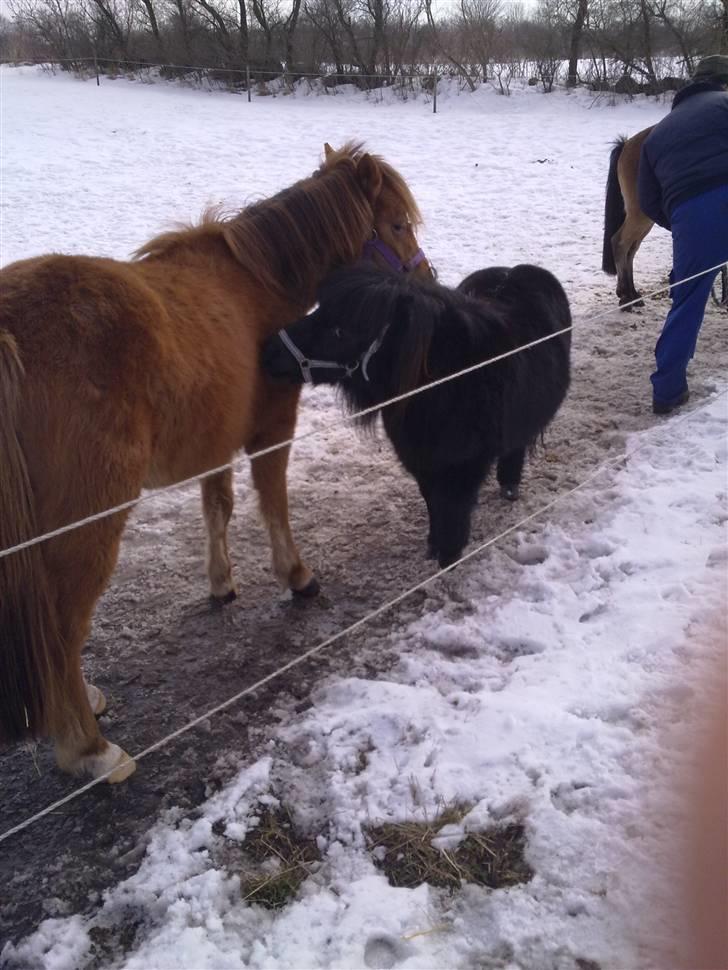 Anden særlig race Tindals Chili  solgt billede 7