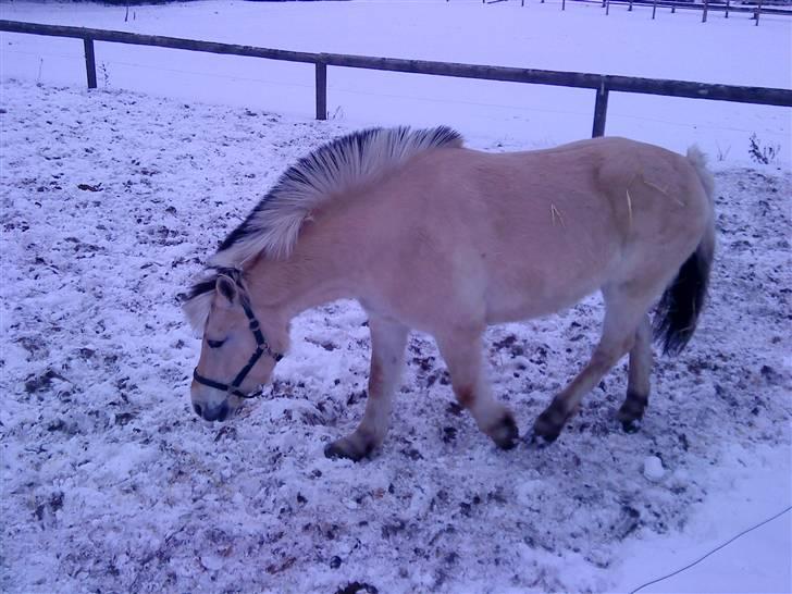 Fjordhest Lynges Frille Himmelhest<3<3 billede 5