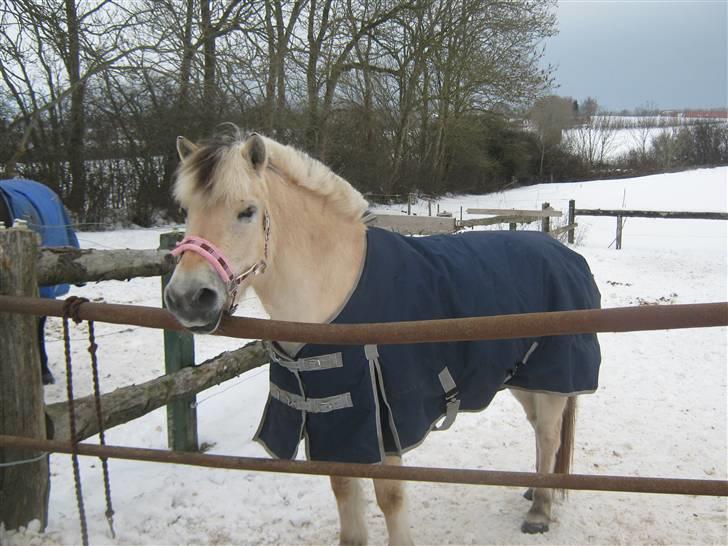 Fjordhest Lynges Frille Himmelhest<3<3 - Velkommen til Frilles profil :) billede 1