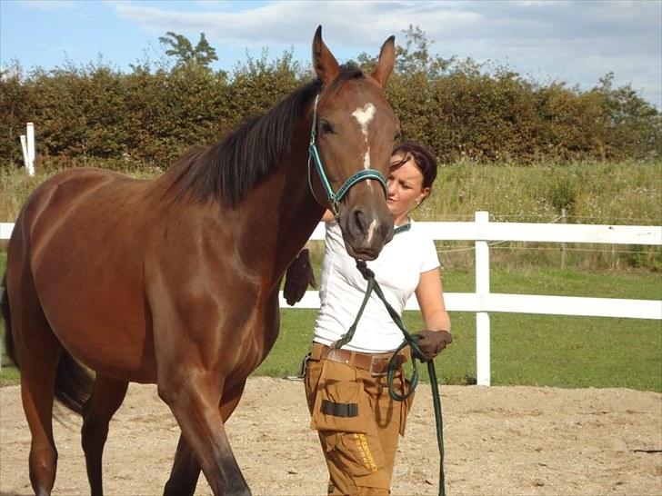 Dansk Varmblod Søgaards Lacoste billede 7