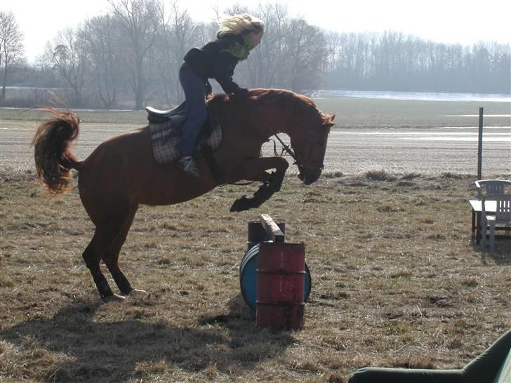 Palomino Kandiz - Træning  billede 9