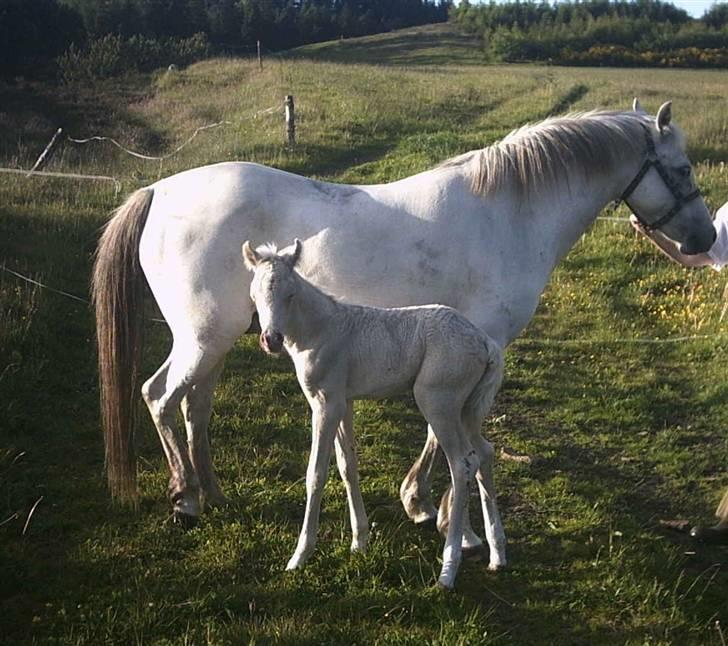 Welsh Pony (sec B) Aastrupgaards Safir - Billede taget af Anne Møldrup billede 14