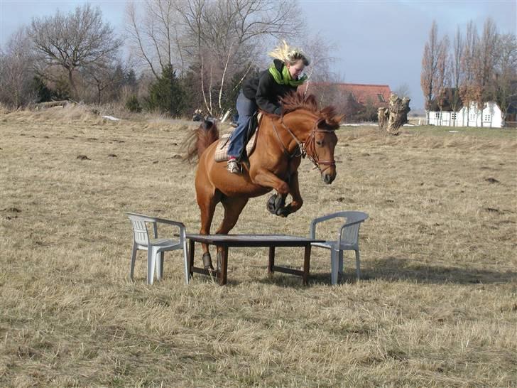 Palomino Kandiz - kandiz der springer over et bord <3 billede 10