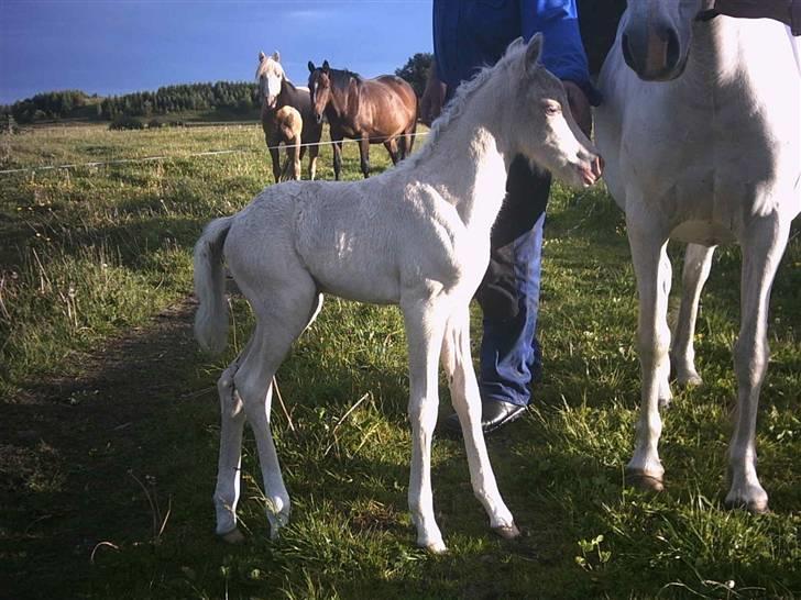 Welsh Pony (sec B) Aastrupgaards Safir - Billede taget af Anne Møldrup billede 15