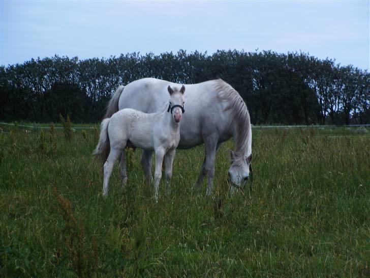 Welsh Pony (sec B) Aastrupgaards Safir - Billede taget af Anne Møldrup billede 16
