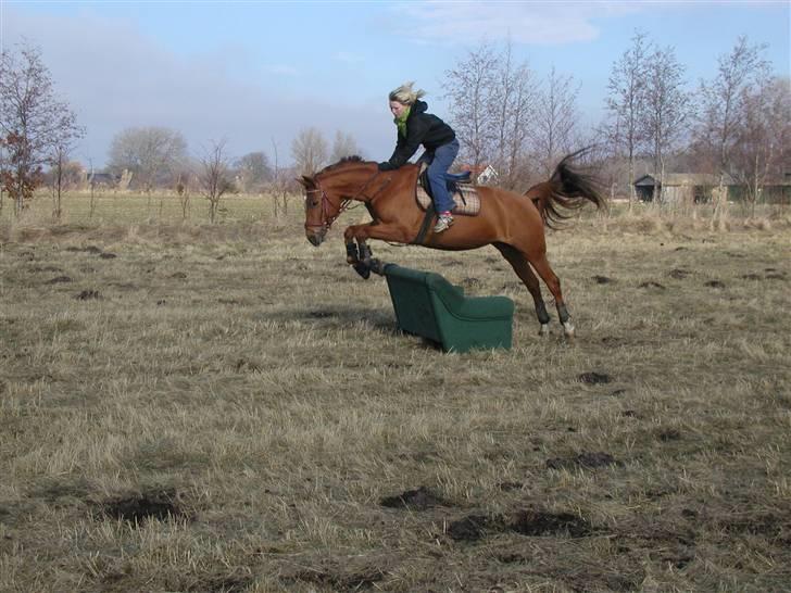 Palomino Kandiz - kandiz der springer en sofa <3 billede 11
