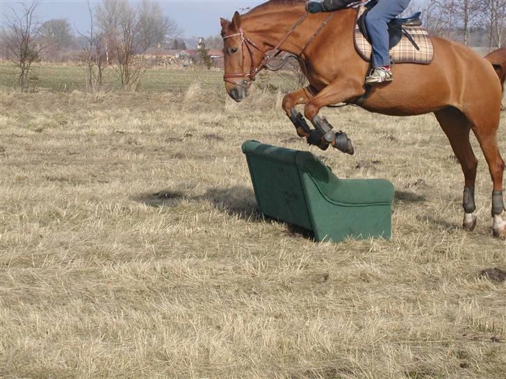 Palomino Kandiz - Kandiz der springer sofaen igen <3  billede 12