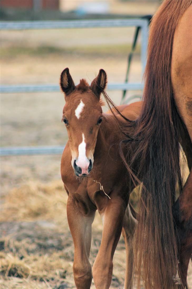 Quarter TC Minty Chocolate R.I.P.  billede 1