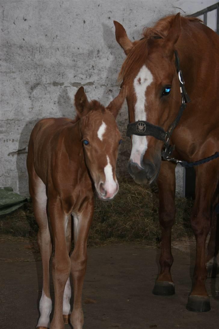 Quarter TC Minty Chocolate R.I.P.  billede 2