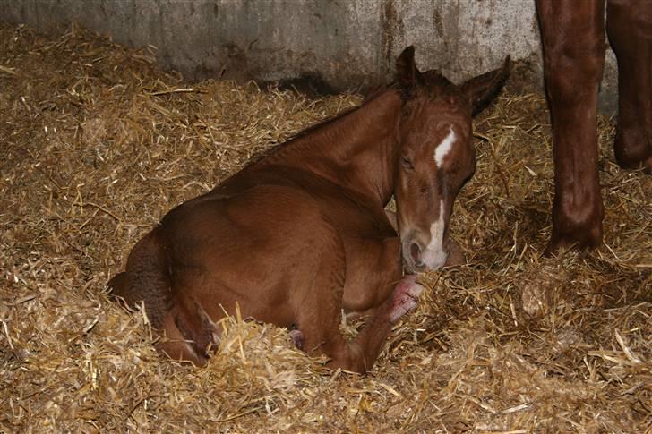 Quarter TC Minty Chocolate R.I.P.  billede 3