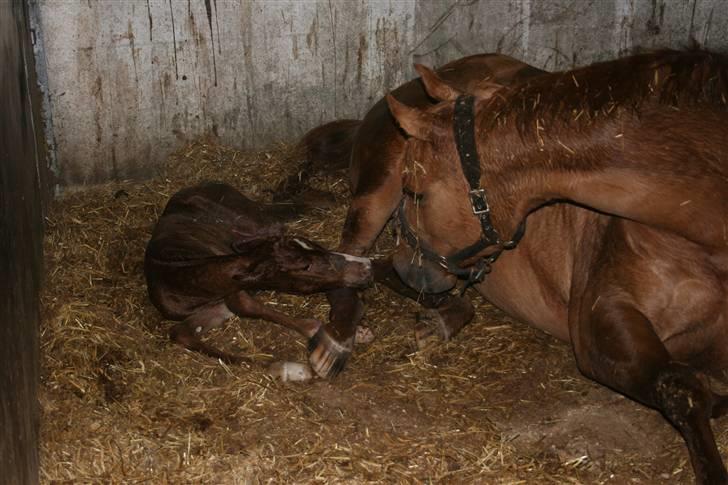 Quarter TC Minty Chocolate R.I.P.  billede 4