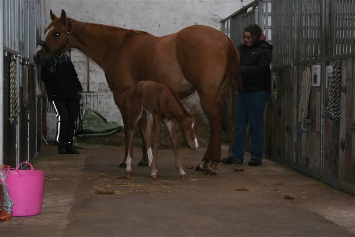 Quarter TC Minty Chocolate R.I.P.  billede 5