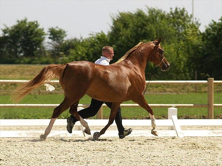 Arabisk fuldblod (OX) Balagia - Foto Azraff Arabians billede 2