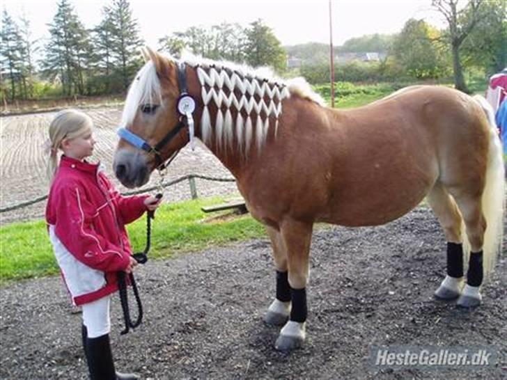 Haflinger Mikado - Flot, ikke?? Pyntet til stævne på Købstrup med rosetten for 1. pladsen :)) billede 10