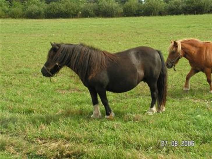 Shetlænder Waterloo Dotsy billede 5