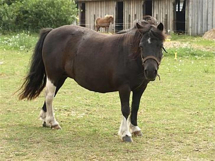 Shetlænder Waterloo Dotsy - hejsa billede 4