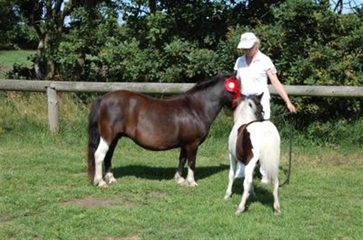 Shetlænder Waterloo Dotsy - til kåring billede 2