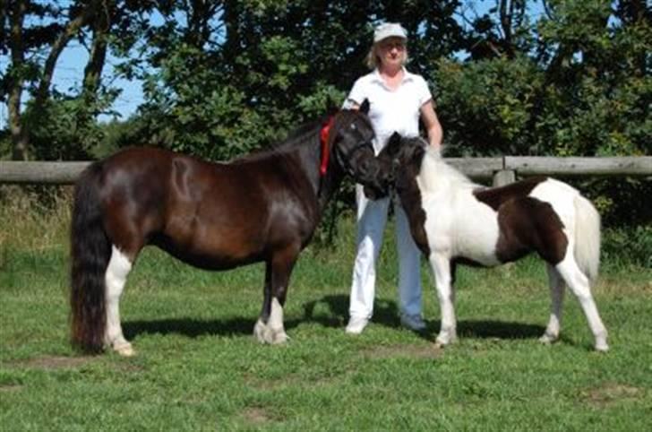 Shetlænder Waterloo Dotsy - er vi ikke fine billede 3