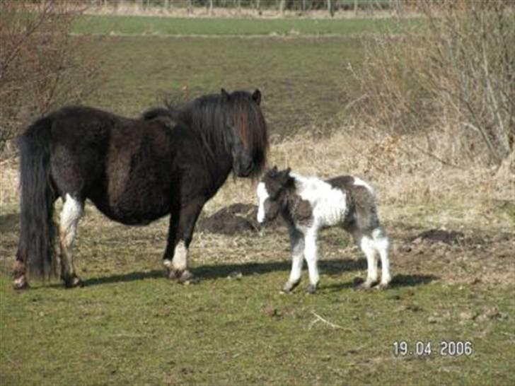 Shetlænder Waterloo Dotsy - mit nye føl Djipsy billede 6