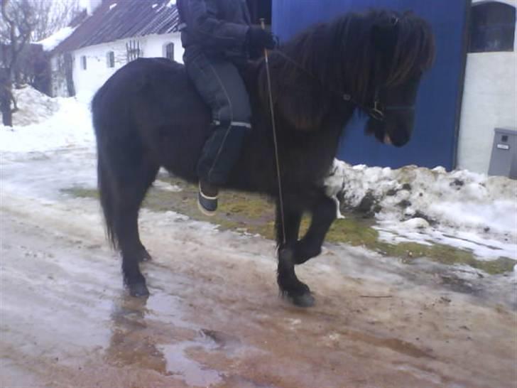 Islænder Gæfa - vi er ved at begynde og lære spanske skridt.  :) billede 10