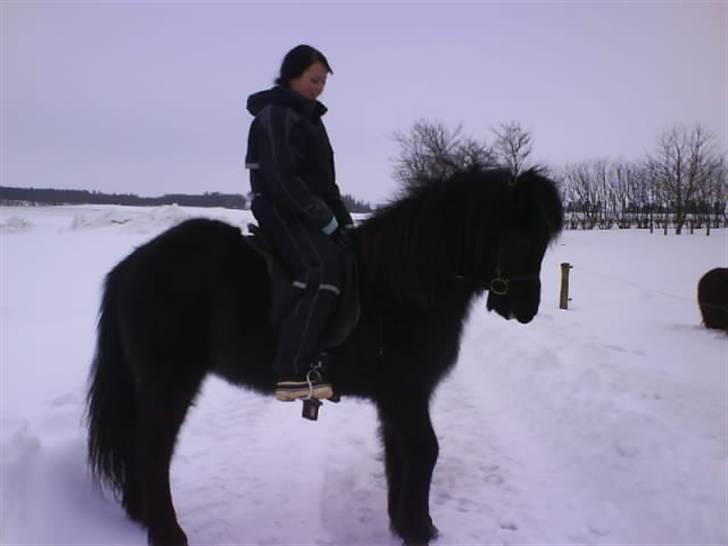 Islænder Gæfa billede 11