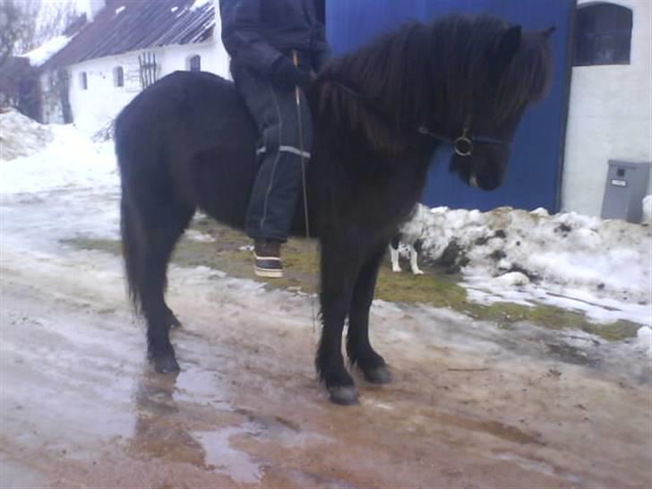 Islænder Gæfa billede 13