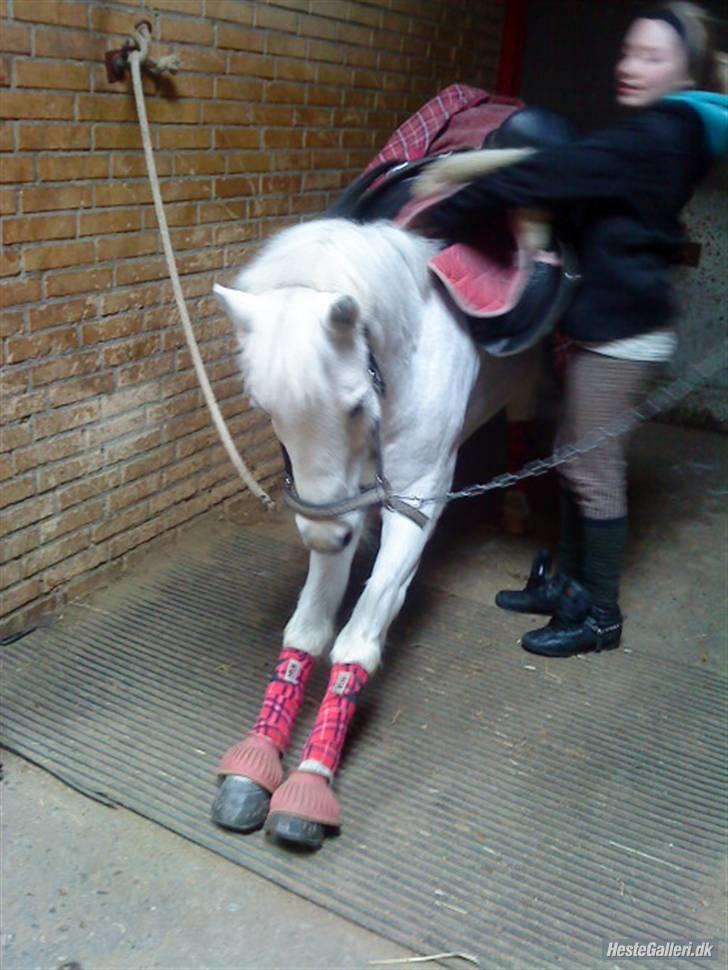 Anden særlig race cavalir(solgt) billede 19