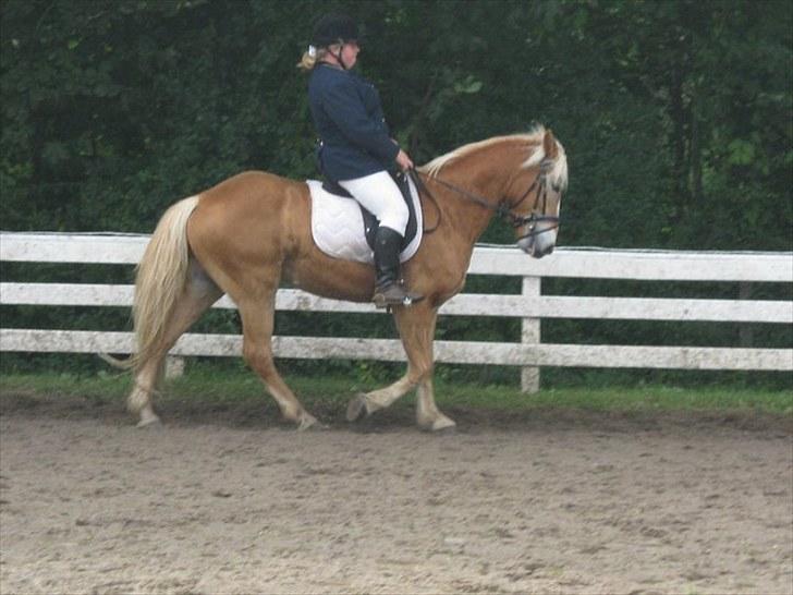 Haflinger Wolle Grønhøj billede 2