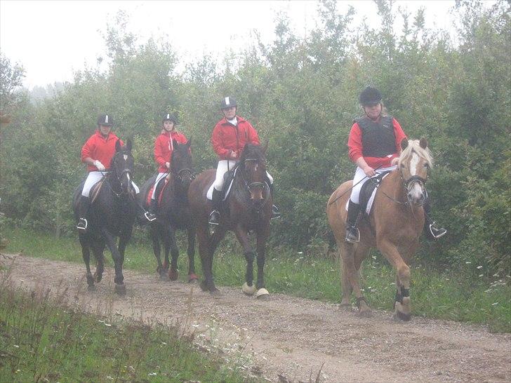 Haflinger Wolle Grønhøj - wolle på jagt d. 26 sep. 2010 billede 4