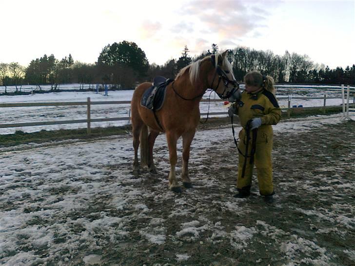 Haflinger Wolle Grønhøj billede 6