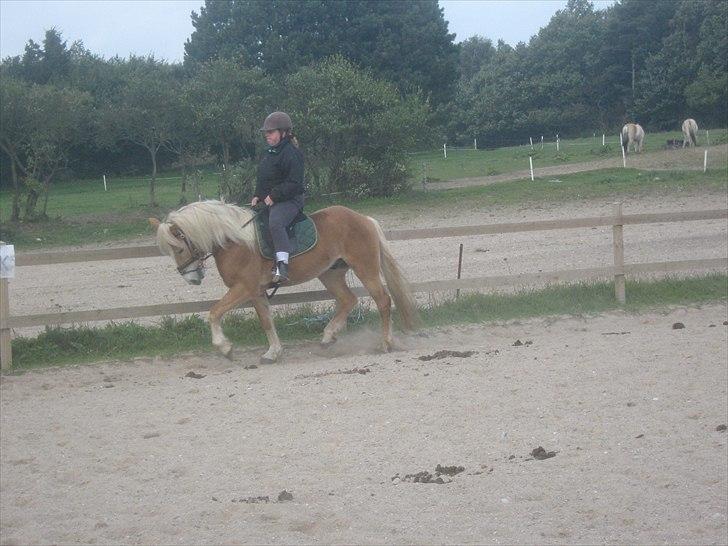 Haflinger Wolle Grønhøj - dressur træning billede 7